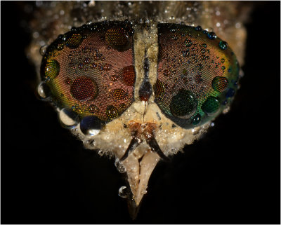 Female Dark Giant Horsefly