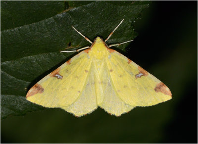 Brimstone Moth