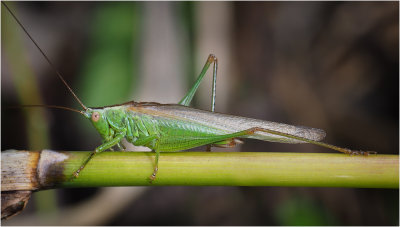 Long-Winged Conehead (male)