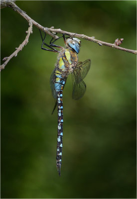 Migrant Hawker