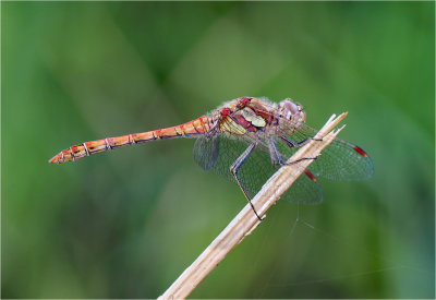 Common Darter (male)