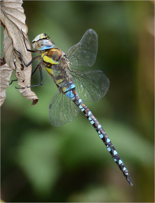 Migrant Hawker (male)