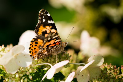 RM_170917-01-Papillon Belle-Dame.jpg