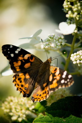 Papillons / Butterflies