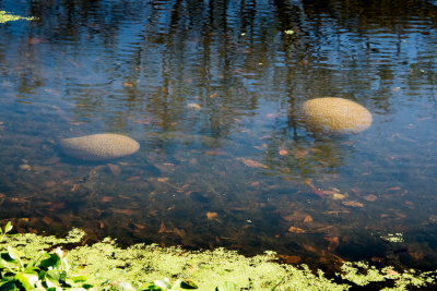 RM_171202-24-Brazeau Bend State Park.jpg