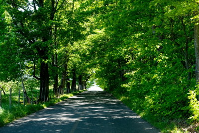 RM_180609-46-Chemin du Mitan - Ile d'Orleans.jpg