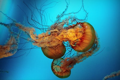 Aquarium de Quebec