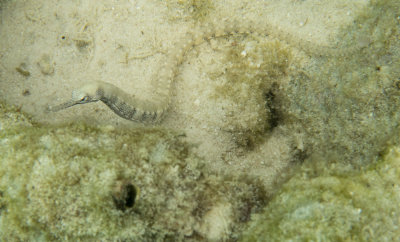 Underwater at Ko Lipe