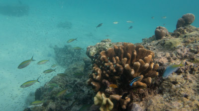 Snorkel_Similans_Mar2018-11.jpg