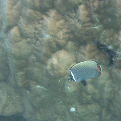 Snorkel_Similans_Mar2018-12.jpg