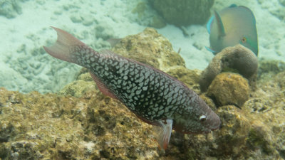 Snorkel_Similans_Mar2018-14.jpg