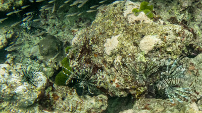 Snorkel_Similans_Mar2018-17.jpg