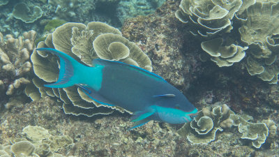 Snorkel_Similans_Mar2018-18.jpg