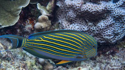 Snorkel_Similans_Mar2018-19.jpg
