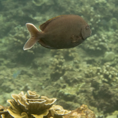 Snorkel_Similans_Mar2018-21.jpg