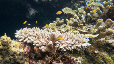Snorkel_Similans_Mar2018-22.jpg