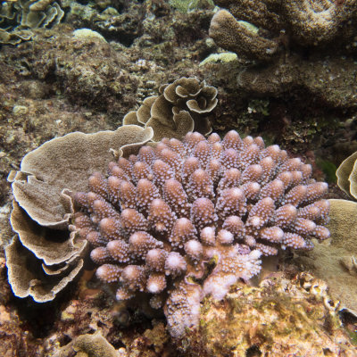 Snorkel_Similans_Mar2018-23.jpg