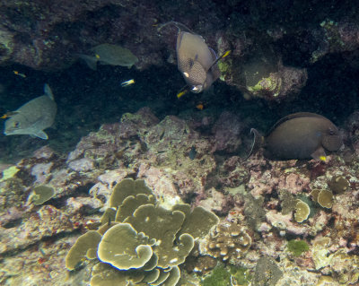 Snorkel_Similans_Mar2018-25.jpg