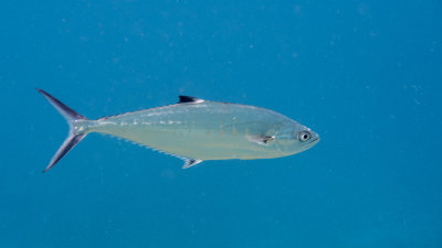Snorkel_Similans_Mar2018-26.jpg