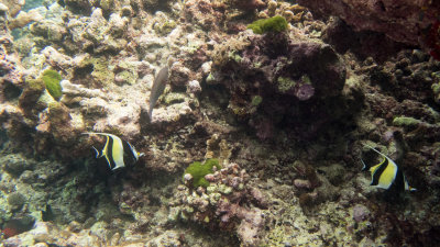 Snorkel_Similans_Mar2018-27.jpg