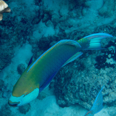 Snorkel_Similans_Mar2018-28.jpg