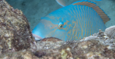 Snorkel_Similans_Mar2018-29.jpg