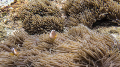 Snorkel_Similans_Mar2018-34.jpg
