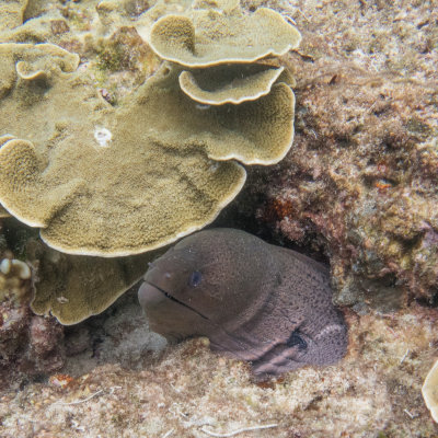 Snorkel_Similans_Mar2018-36.jpg