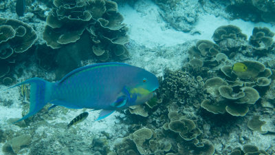 Snorkel_Similans_Mar2018-37.jpg