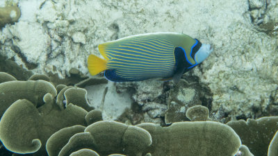 Snorkel_Similans_Mar2018-39.jpg