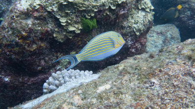 Snorkel_Similans_Mar2018-42.jpg