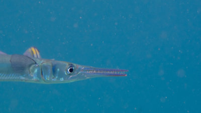 Snorkel_Similans_Mar2018-43.jpg