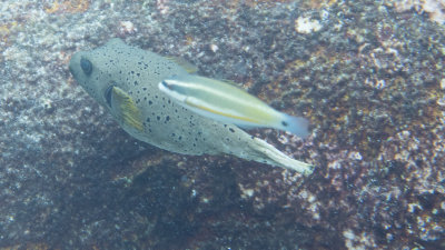Snorkel_Similans_Mar2018-44.jpg
