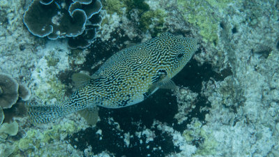 Snorkel_Similans_Mar2018-45.jpg