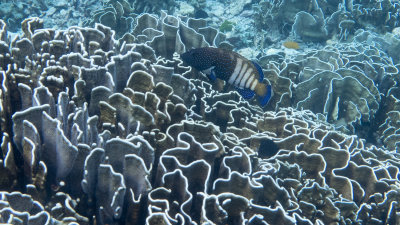 Snorkel_Similans_Mar2018-46.jpg