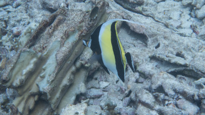 Snorkel_Similans_Mar2018-49.jpg