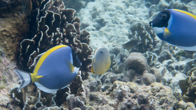 Snorkel_Similans_Mar2018-50.jpg