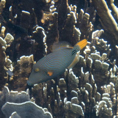 Snorkel_Similans_Mar2018-51.jpg