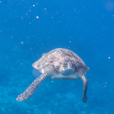 Snorkel_Similans_Mar2018-53.jpg