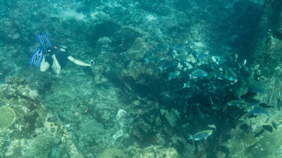 Snorkel_Similans_Mar2018-58.jpg
