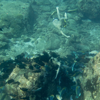 Snorkel_Similans_Mar2018-62.jpg