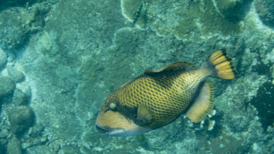 Snorkel_Similans_Mar2018-64.jpg