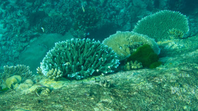 Snorkel_Similans_Mar2018-65.jpg