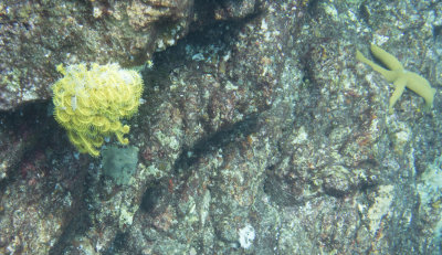 Snorkel_Similans_Mar2018-7.jpg