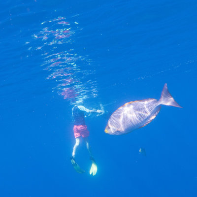 Similan Islands, March 2018