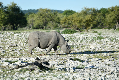 etosha park