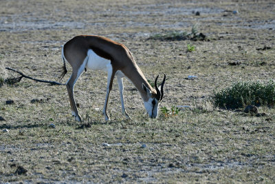 springbok