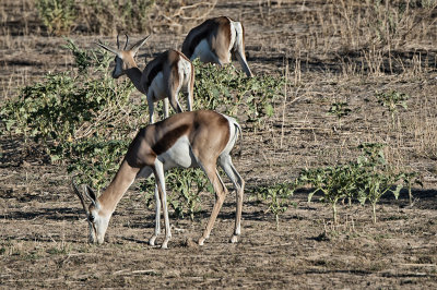 springbok