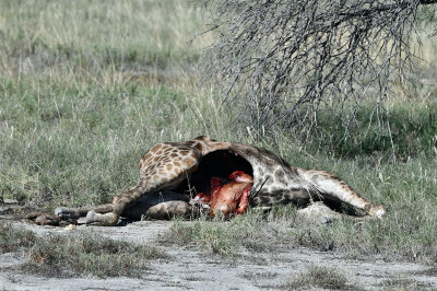 festin de lion