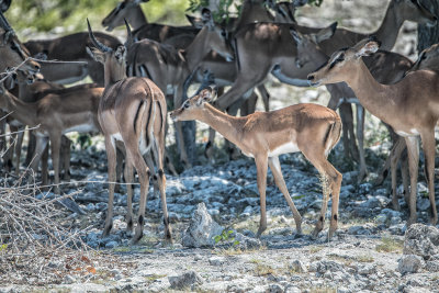 springbok